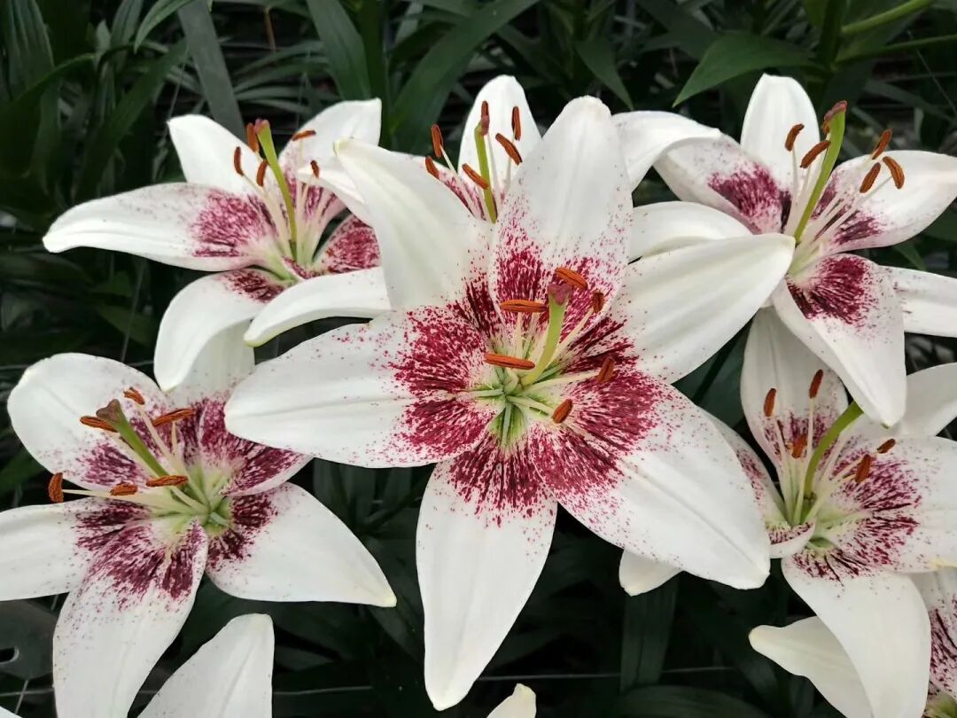 2020年种球贸易：生死博弈