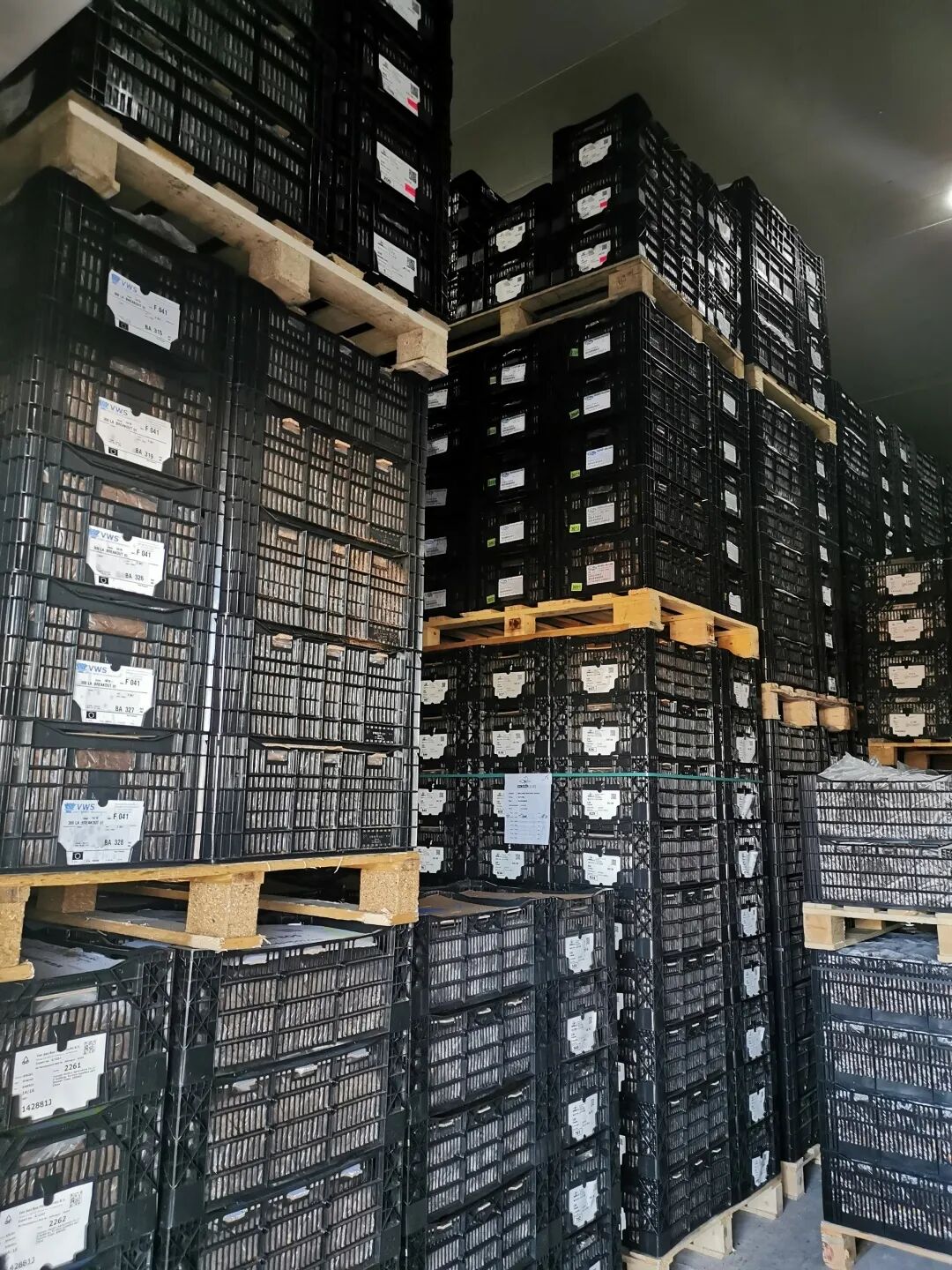 2020年种球贸易：生死博弈