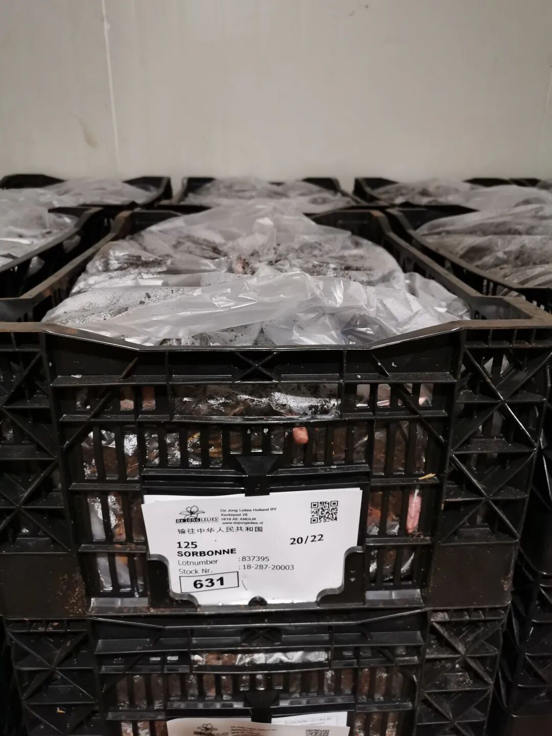 2020年种球贸易：生死博弈