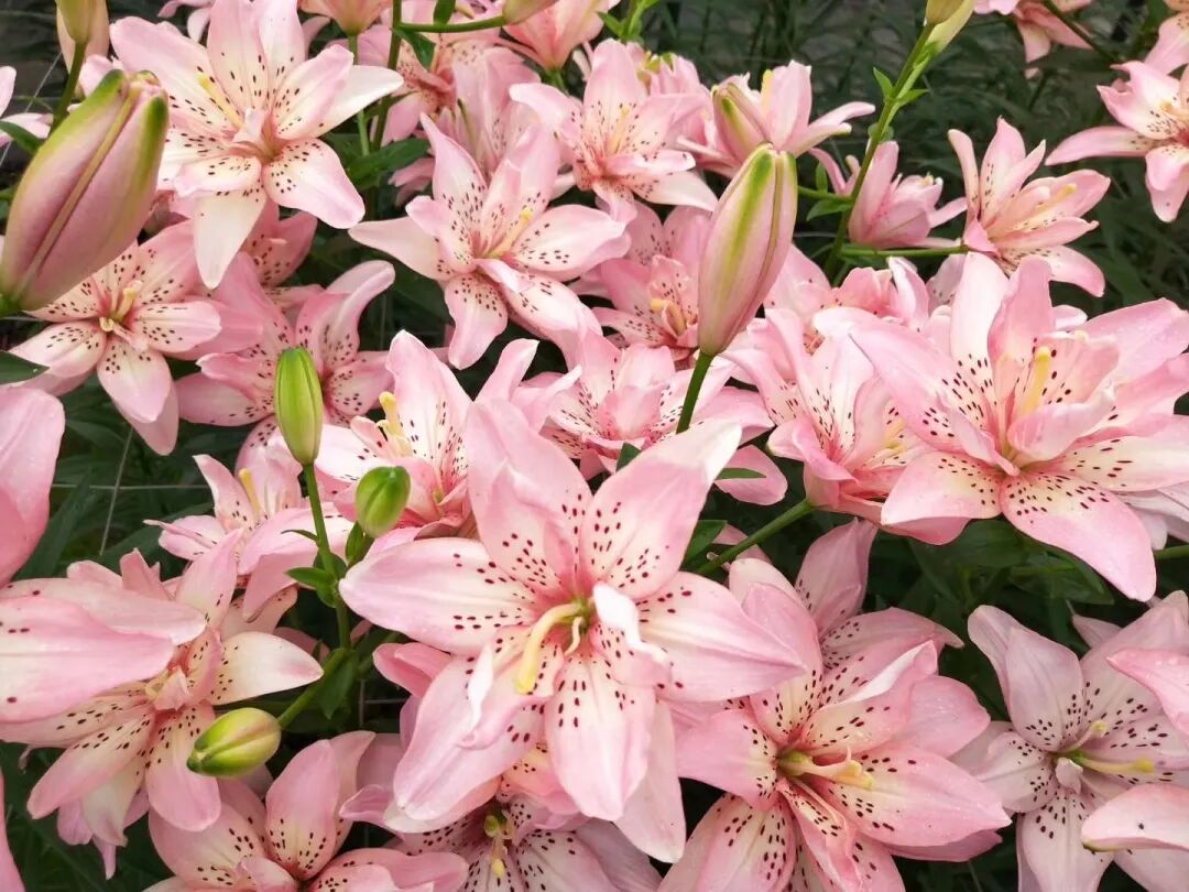 2020年种球贸易：生死博弈