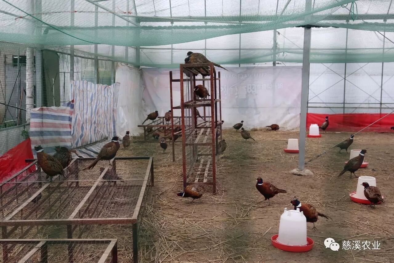 这里的鸡很有特色