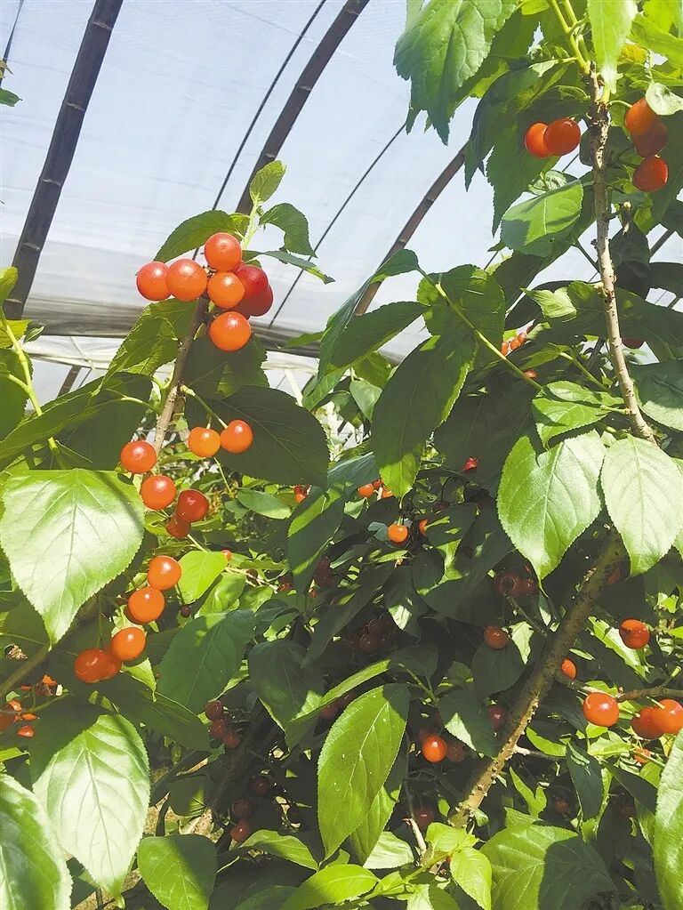 我市兩農(nóng)場(chǎng)列入省高品質(zhì)綠色科技示范基地(圖3)