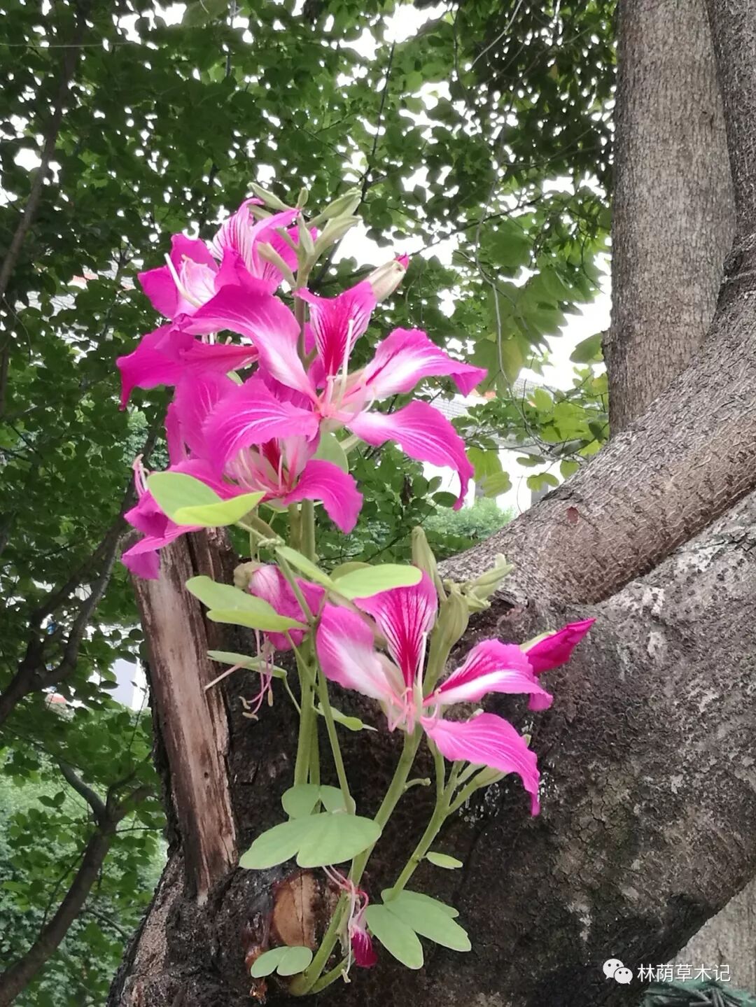 洋紫荆 林荫草木记 微信公众号文章阅读 Wemp