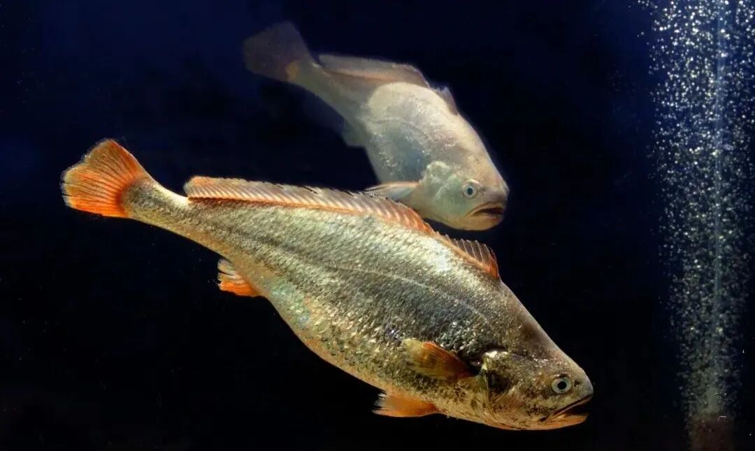 水产动态 白点病 有救啦 大黄鱼抗虫新品种有望面世 为国际首创 科学养殖 微信公众号文章阅读 Wemp