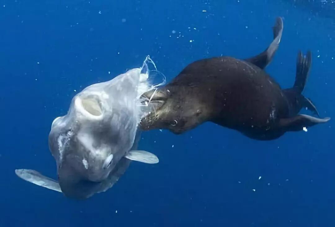 产卵冠军,生长冠军,翻车鱼的鱼生不翻车_宠物百科_星娱园