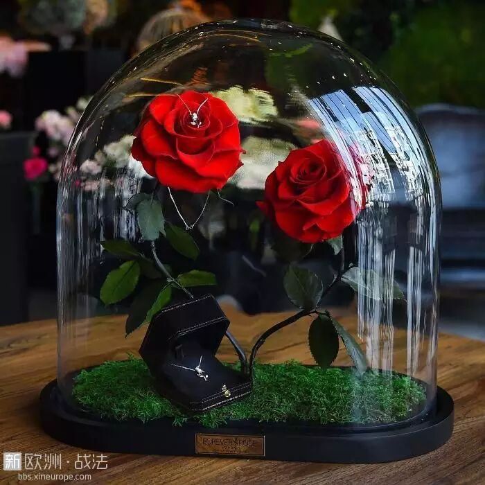 世界上最美的玫瑰在玻璃罩下留住了永不凋零的美丽