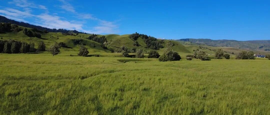 电车自驾新疆之那拉提篇~