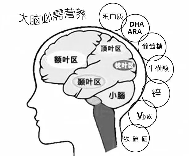 18排行榜丨NO.5 2018新政：強薦11種腦發育關鍵營養素，1000天後難補救 親子 第2張