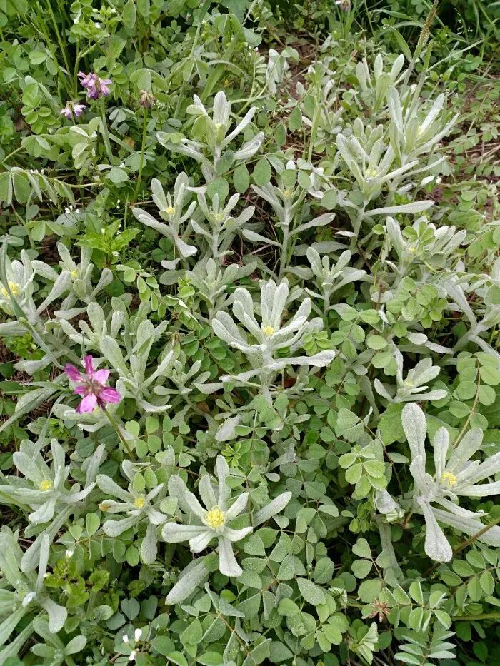 水牛花（鼠曲草）水牛花，学名叫鼠曲草（不同的地方，称呼不同，名称有