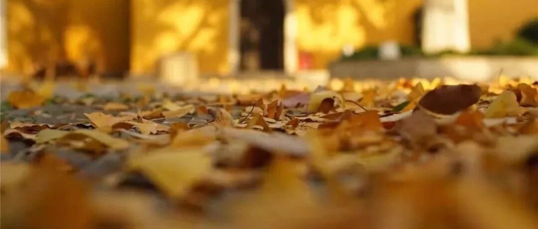 最美落叶季来袭！苏州这38个赏银杏、枫叶之地，错过再等一年……