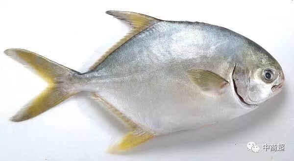 世界首创!新加坡活蹦乱跳的鱼虾蟹网上卖