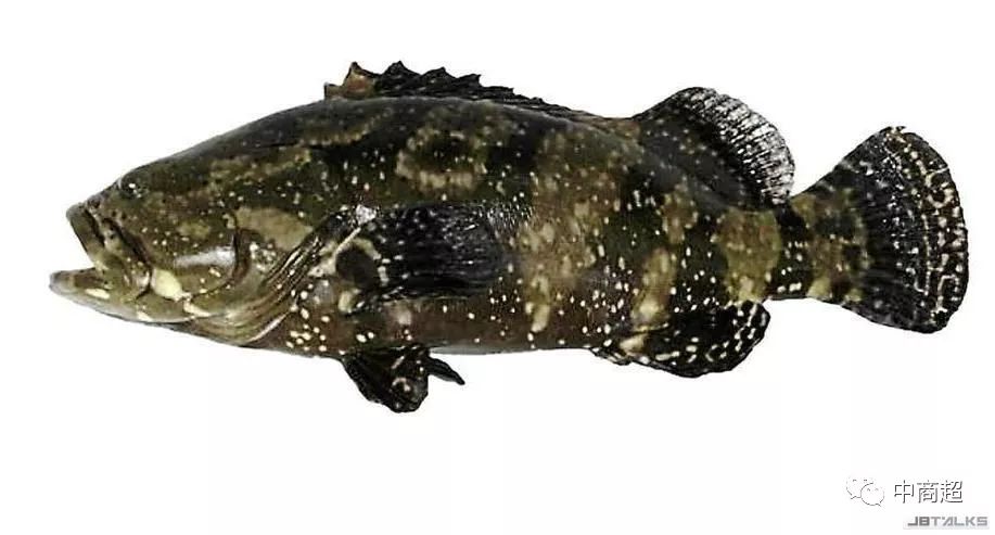 世界首创!新加坡活蹦乱跳的鱼虾蟹网上卖