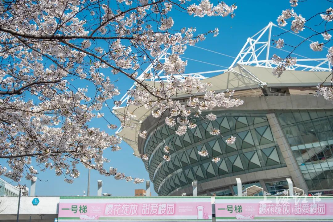 虹口足球场樱花绽放
