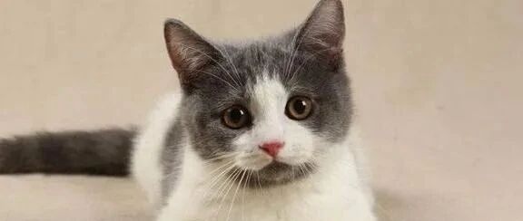 吸猫成瘾，养猫“致贫”，我们对猫咪的爱为何无法自拔？ | 睡前聊一会儿