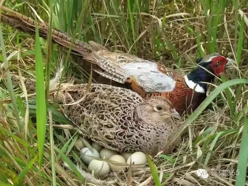 在全社會都如此重視和保護野生動物的今天,人工養殖的山雞能夠上春晚