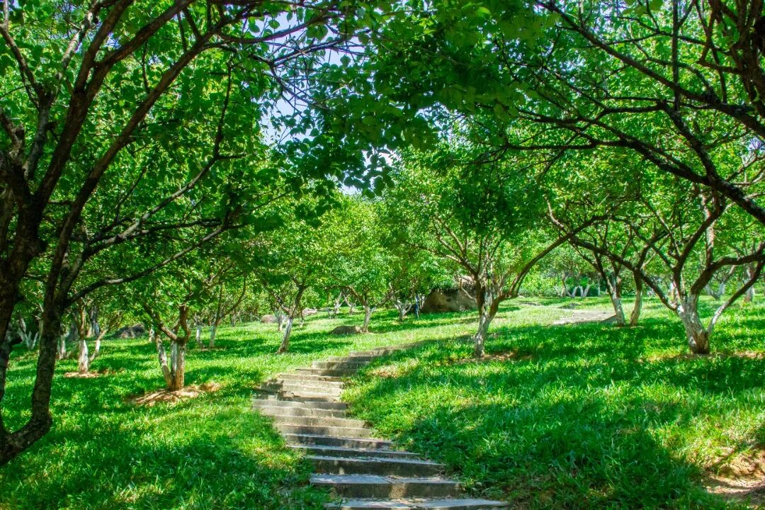 玉树公园梅林 图源/广州黄埔发布