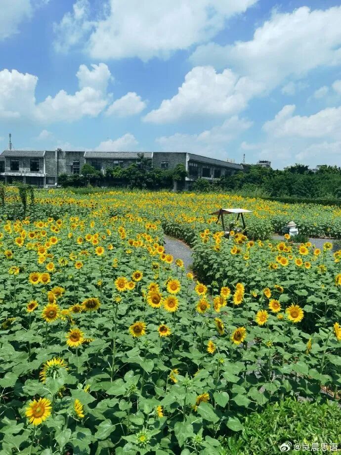 图/微博网友@良晨思语