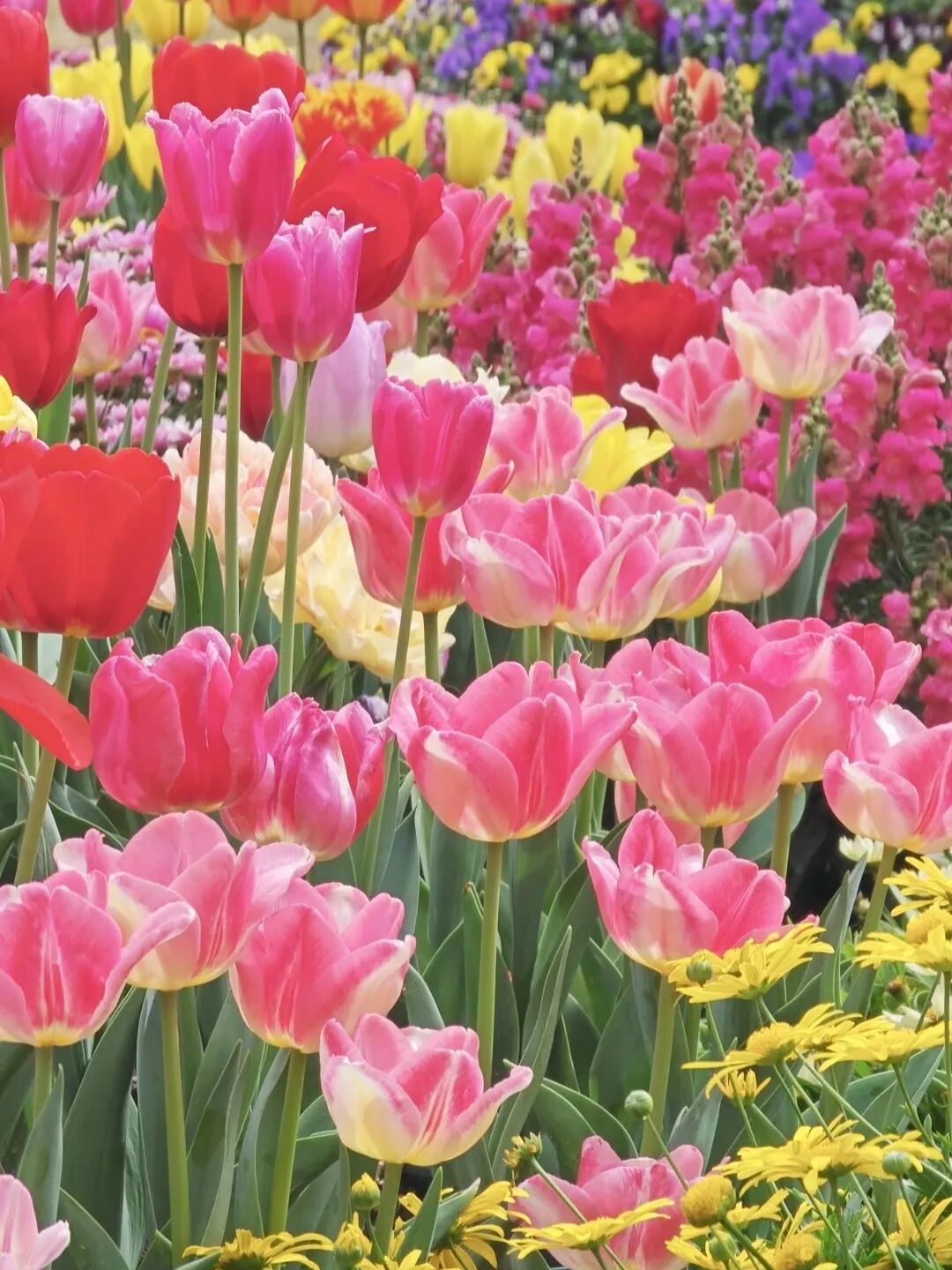 图/中国广州发布