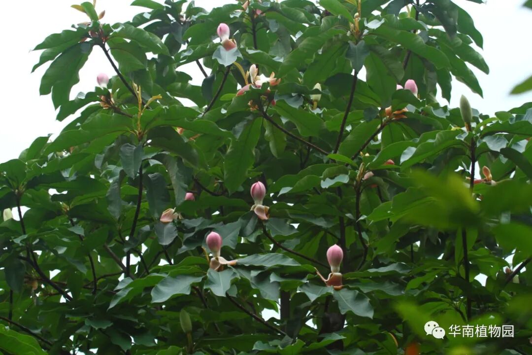 木兰科木莲属新品种 嫣粉 来报到 华南植物园 微信公众号文章 微小领