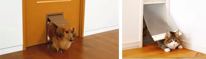 无论你是猫派还是狗派，在日本租房养宠物，都需要了解这些 自由微信 