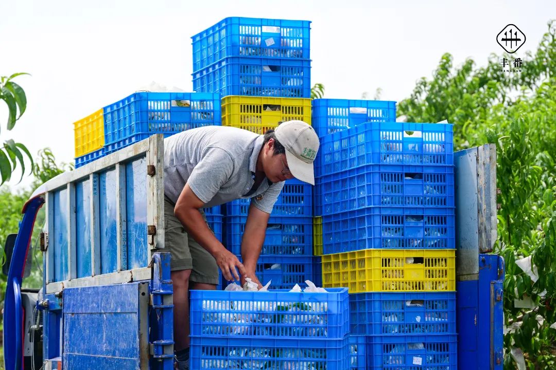 2022年新油桃14.jpg 图片