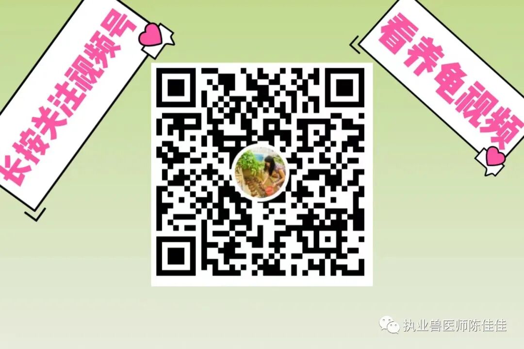 海龟医疗怎么样海龟经壳肠穿刺抽气治疗浮水_https://www.jmylbn.com_新闻资讯_第43张