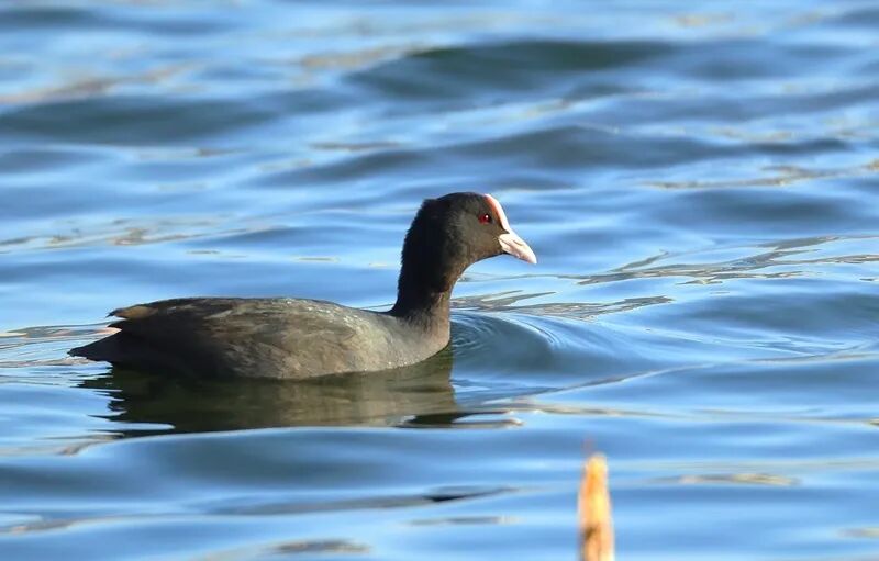 影像记录丨白骨顶鸡"一种会游泳的鸡"