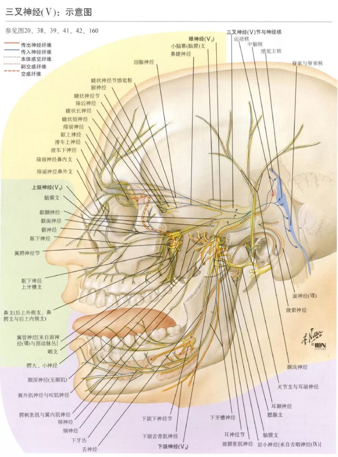奈特神经解剖学-脑部高清图谱_医学界-助力医生临床决策和职业成长