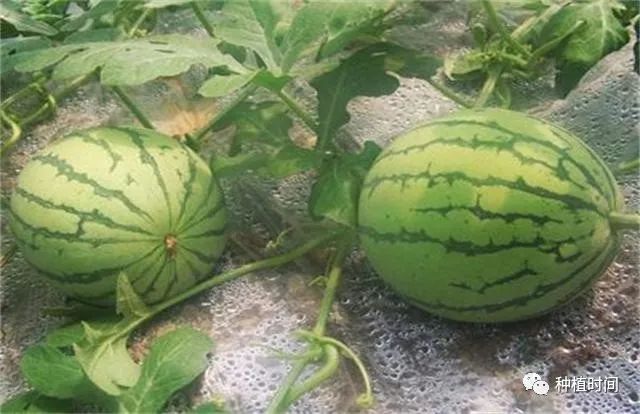 西瓜还可以这样种，比近年种植的方法要好的多