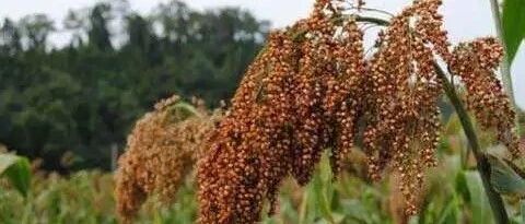 五大信披媒体要点集萃丨中央一号文件发布 强调守牢“两条底线”；将实施更大规模减税降费 大幅增加对地方转移支付