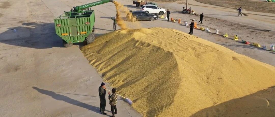 经参调查·锐度｜豆农惜售，价格居高……国产大豆变“金豆”　谨防后市“转冷”​