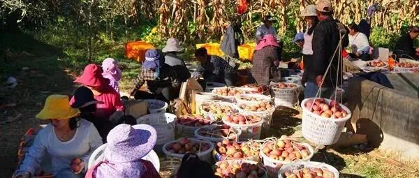 专家：增强农业产业链韧性 推动农民增收增益