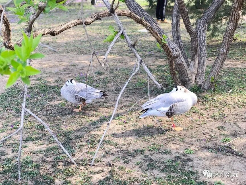 北京海洋馆好不好_北京海洋馆好看吗_北京三个海洋馆哪个好