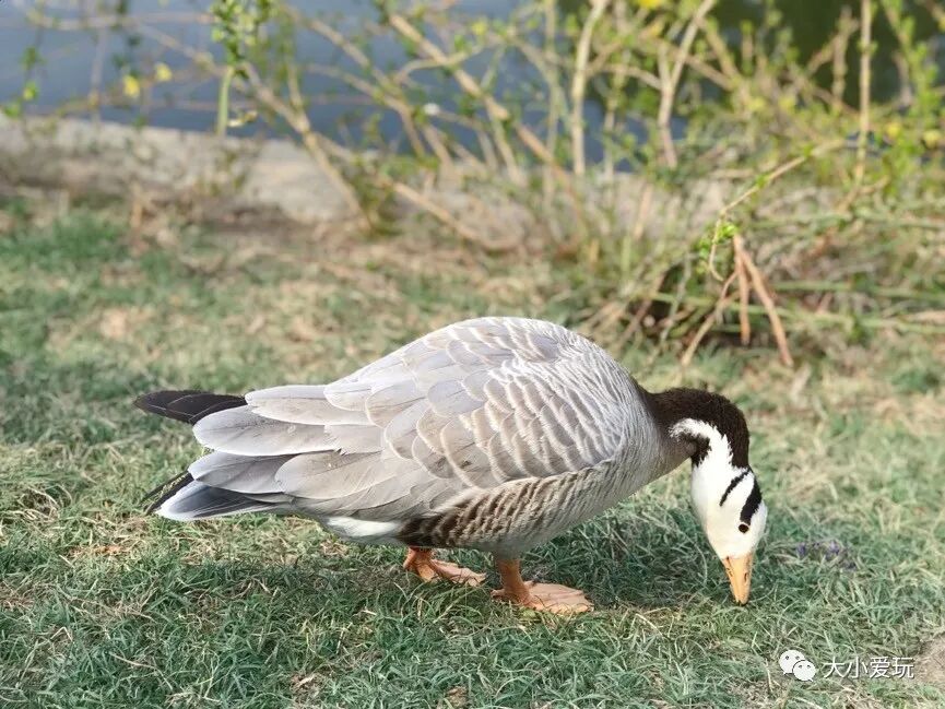 北京海洋馆好不好_北京三个海洋馆哪个好_北京海洋馆好看吗