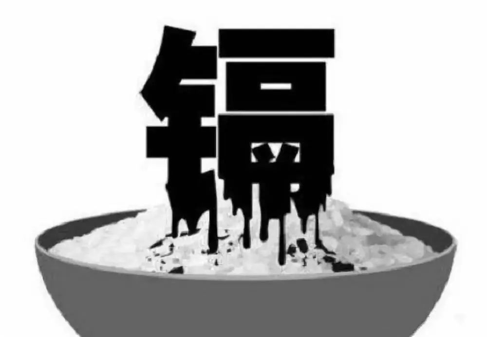 晚稻米尽量少吃的原因