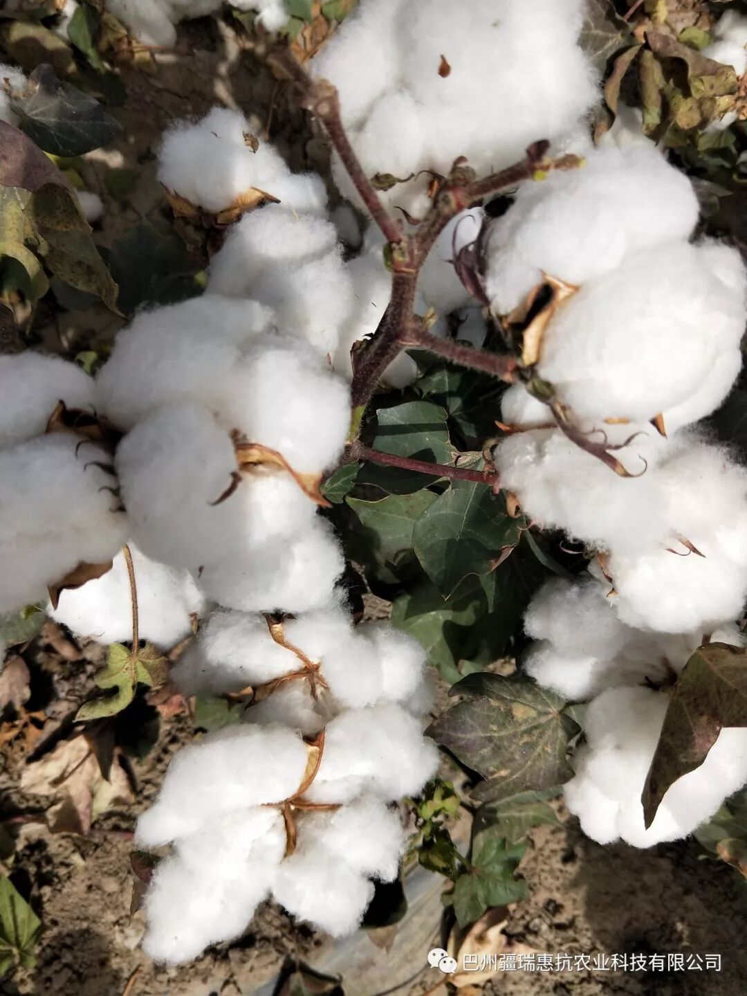 棉花催熟脱叶 乙烯利和噻苯隆到底哪个好 巴州疆瑞惠抗农业科技有限公司 微信公众号文章阅读 Wemp