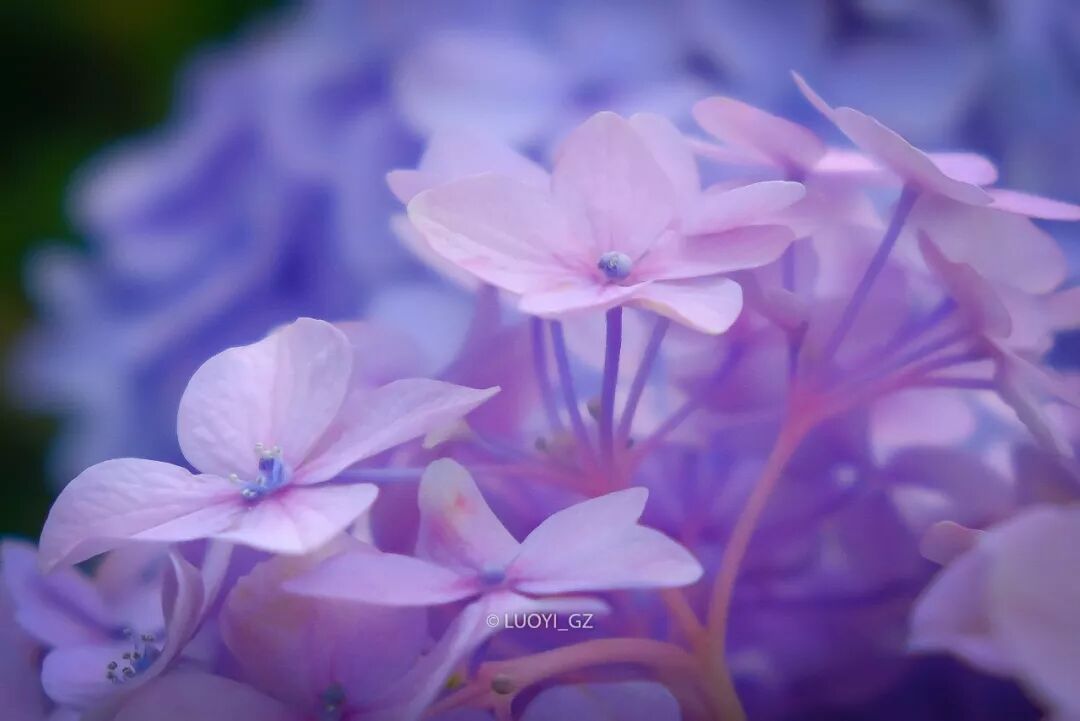 梅雨雨雨時節最治癒的 就是紫陽花了 駱儀 微文庫