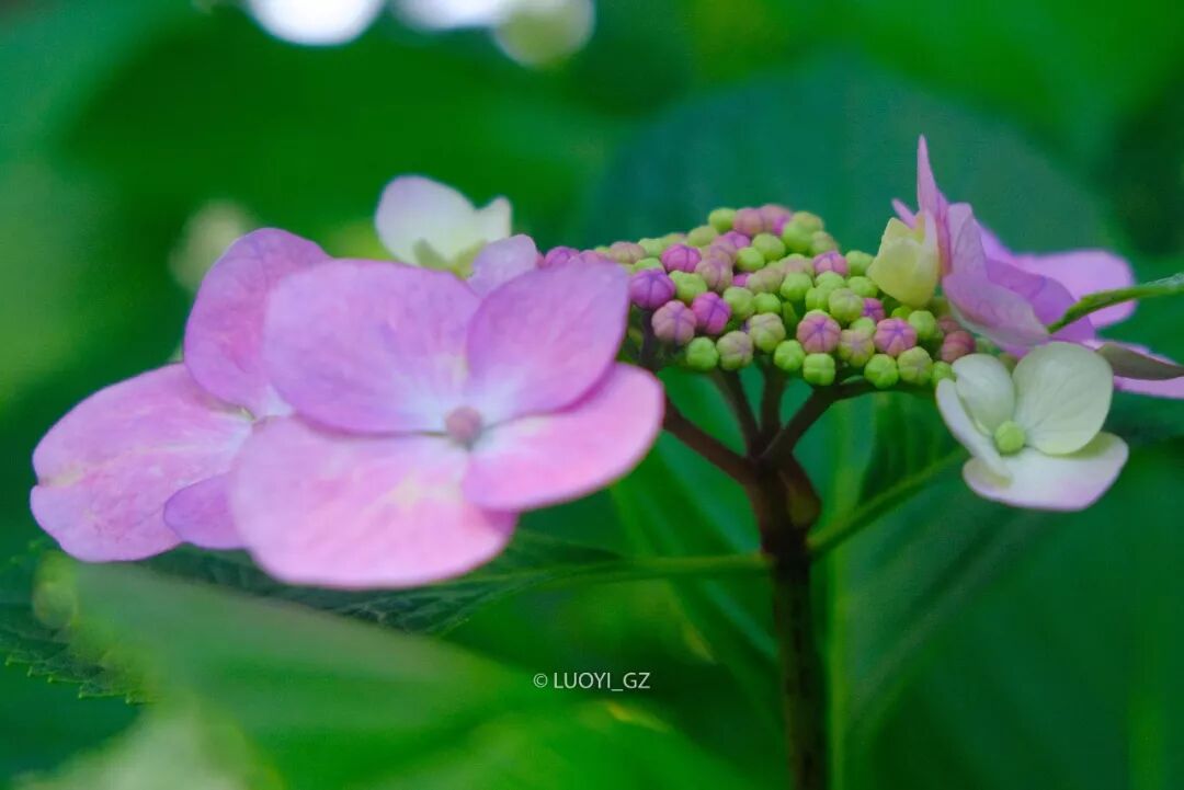 梅雨雨雨時節最治癒的 就是紫陽花了 駱儀 微文庫