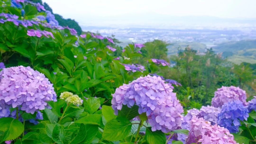 梅雨雨雨時節最治癒的 就是紫陽花了 駱儀 微文庫