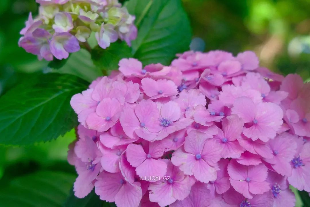 梅雨雨雨時節最治癒的 就是紫陽花了 駱儀 微文庫