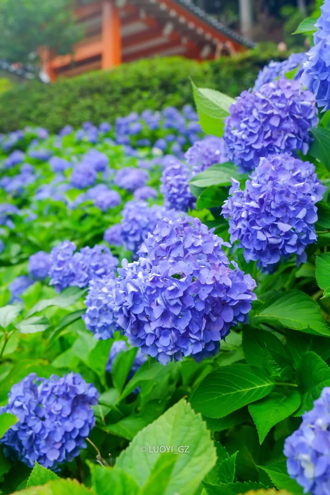 梅雨雨雨時節最治癒的 就是紫陽花了 駱儀 微文庫