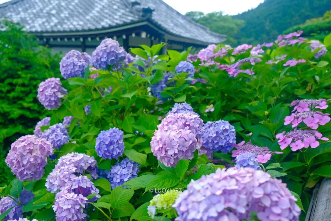 梅雨雨雨時節最治癒的 就是紫陽花了 駱儀 微文庫