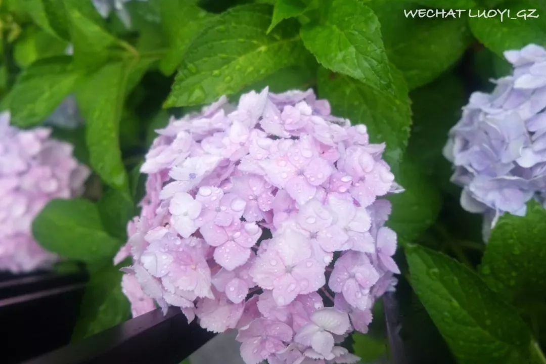 梅雨雨雨時節最治癒的 就是紫陽花了 駱儀 微文庫