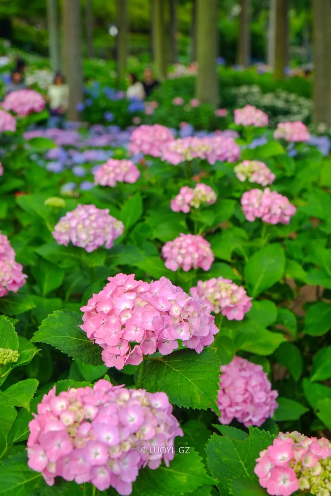 梅雨雨雨時節最治癒的 就是紫陽花了 駱儀 微文庫