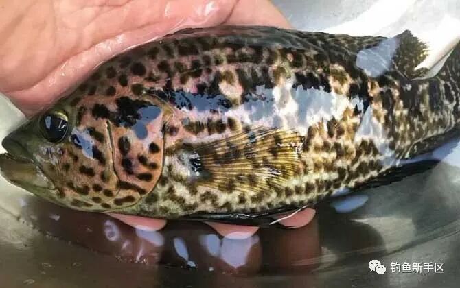 淡水石斑鱼怎么钓上鱼快？