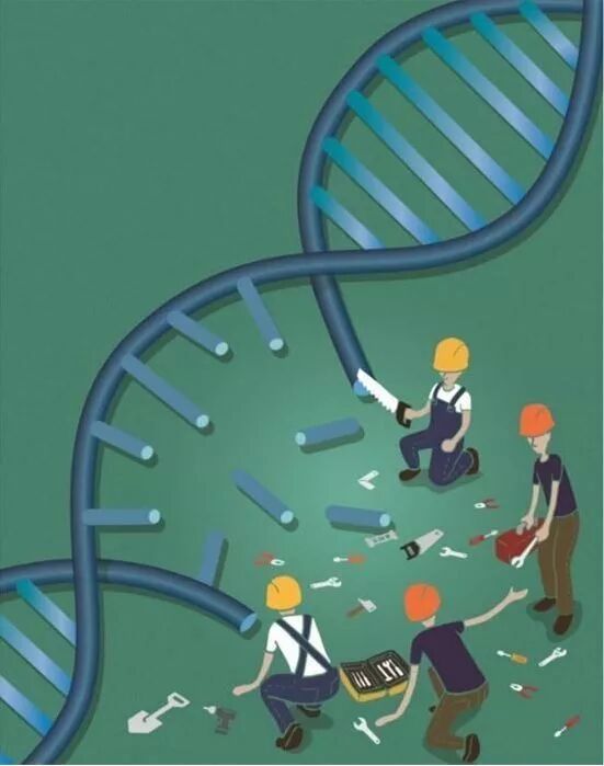 毒王蝙蝠？携带500多种冠状病毒仍“高寿”，特殊免疫系统，进化的奇迹（组图） - 11