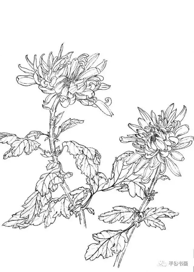 工笔菊花画法 附线描画谱 平谷书画 微信公众号文章阅读 Wemp