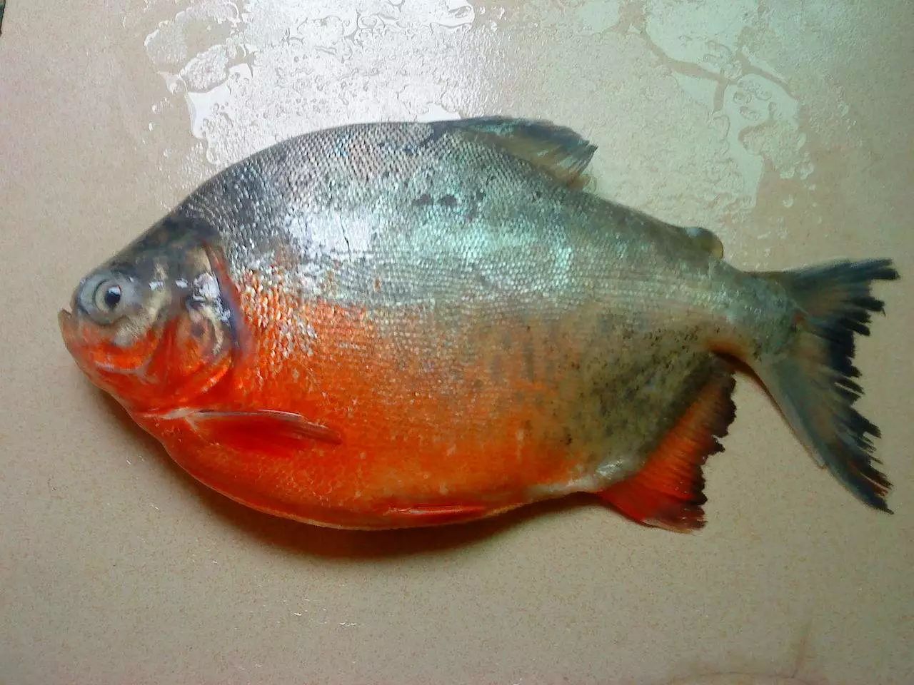 鲳鱼,指淡水白鲳,热带鱼