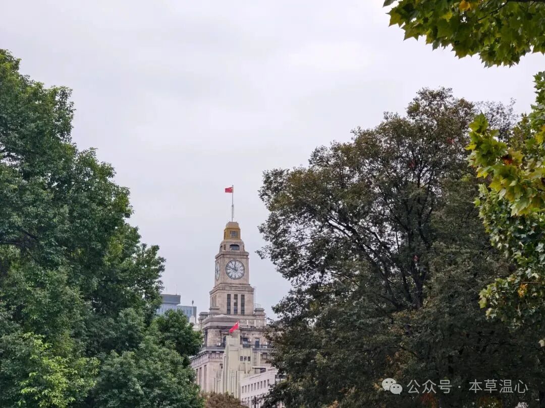 五菊散 五苓散 五通汤，全身淤堵湿气全清