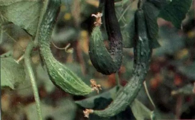 越冬茬大棚黄瓜种植管理技术要点【必看】